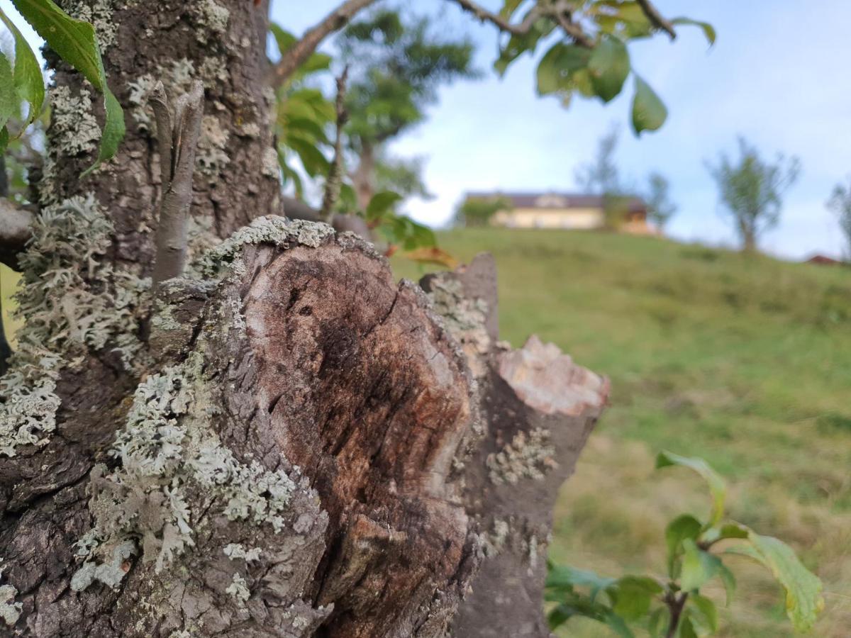 Motel Prislop Haţeg Exteriér fotografie